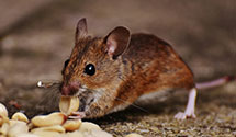 24 Hour & Emergency Exterminators in Eagle Lake, IL